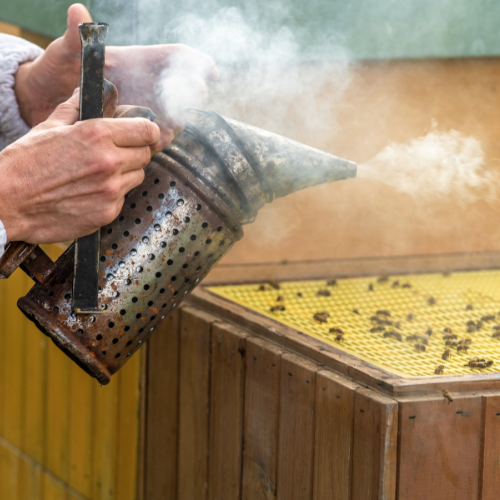 Handling Of A Honey Bee